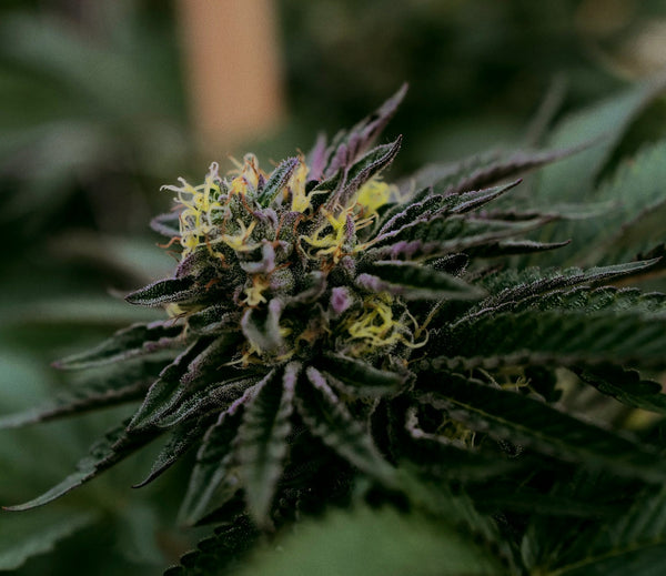 Close up of a THCa flower plant