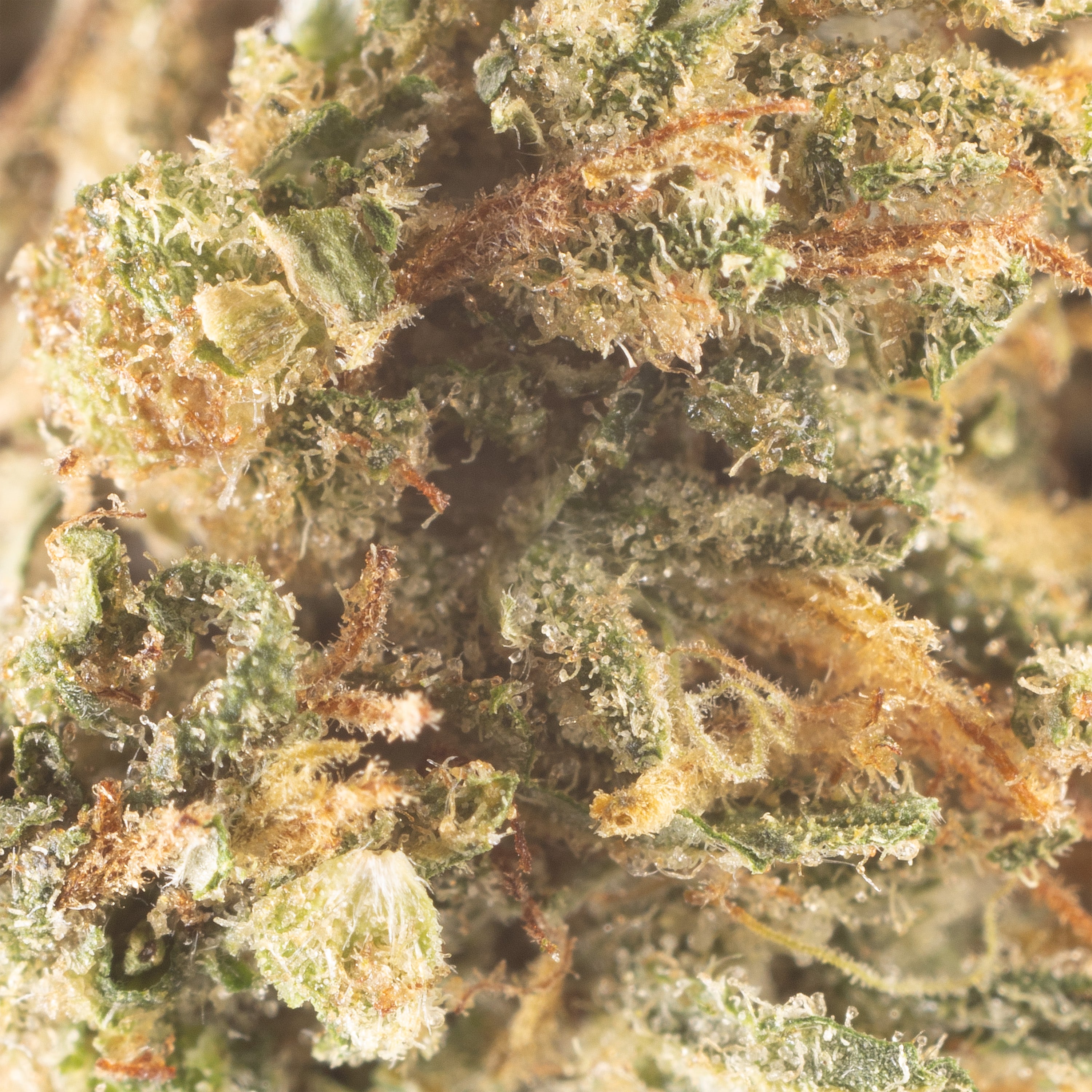 NEW! Blueve Hemp Flower