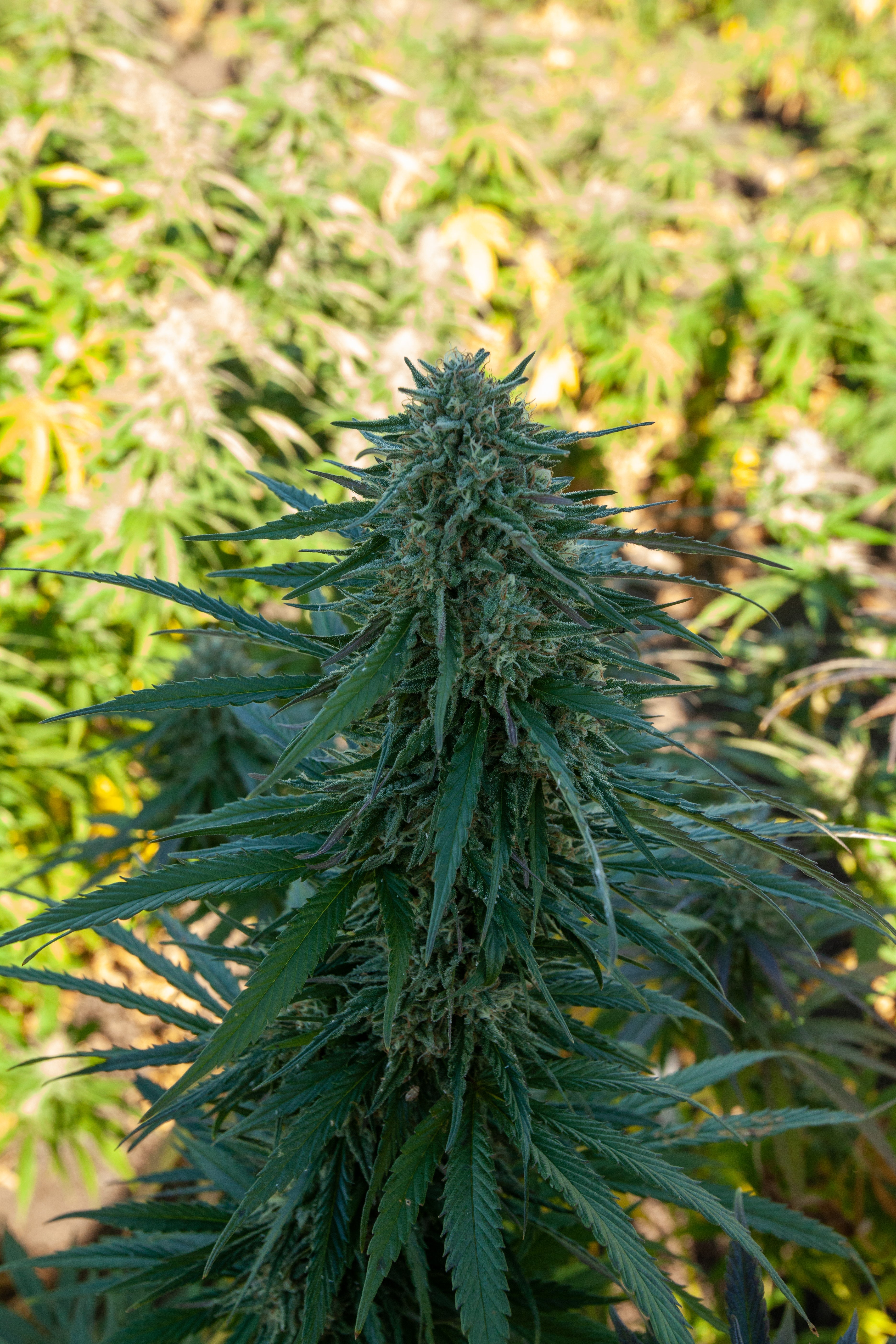 2024 Godfather OG Hemp Flower