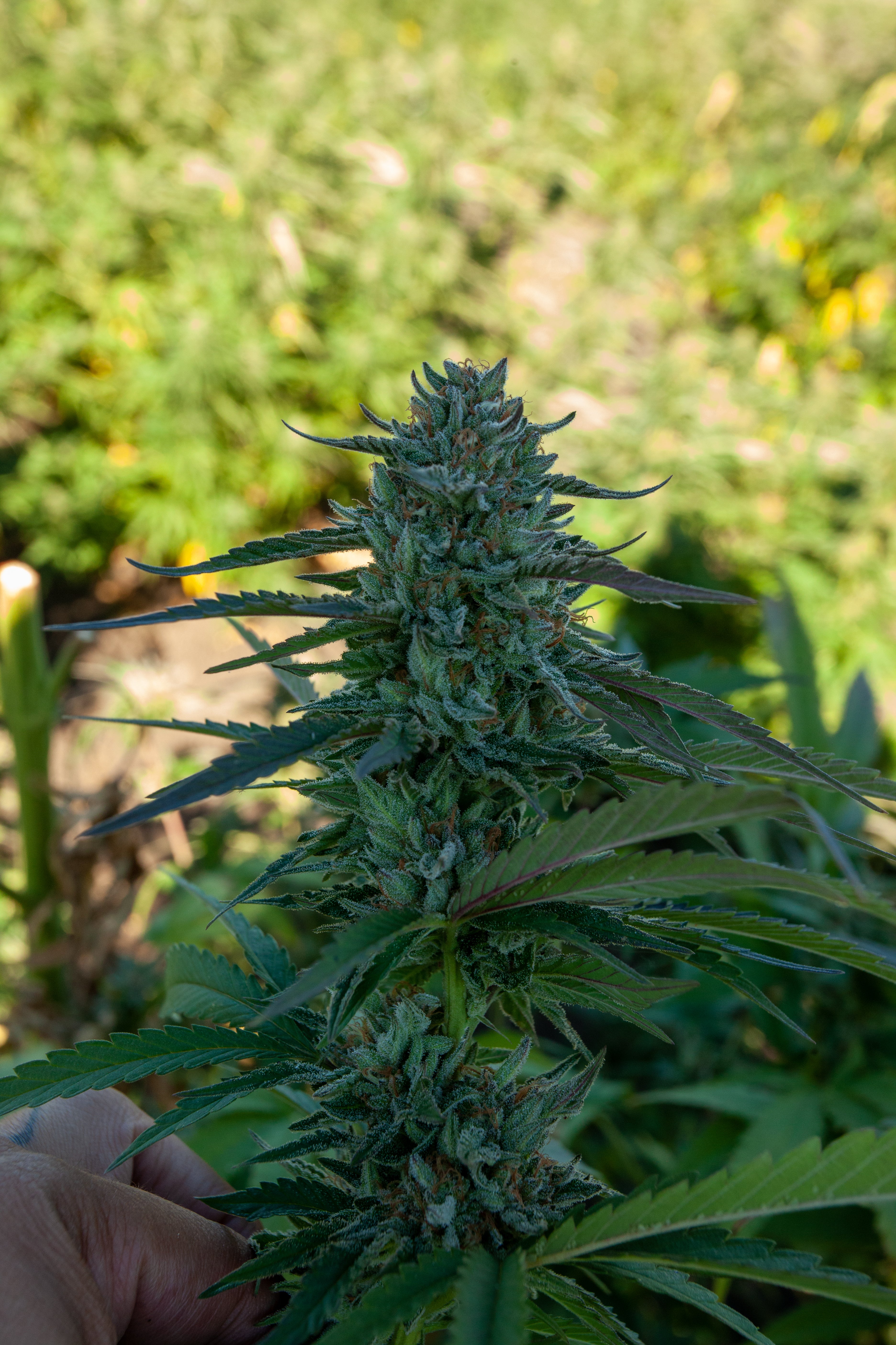 2024 Royal Fruit Snacks Hemp Flower