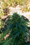 2024 Paradise OG Hemp Flower