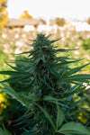 2024 Lifter Hemp Flower