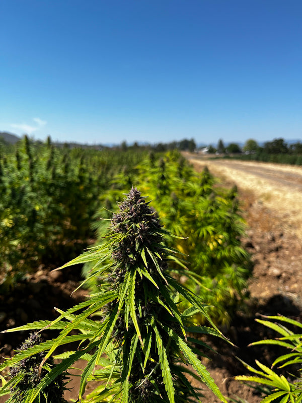 Hemp in the field.