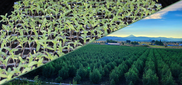 Hemp plants in Rogue Origin field