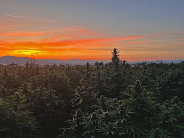 Sunset over CBD farm