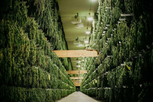 bulk order cannabis warehouse