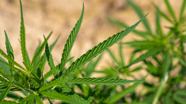 Green cannabis plant leaves in a field