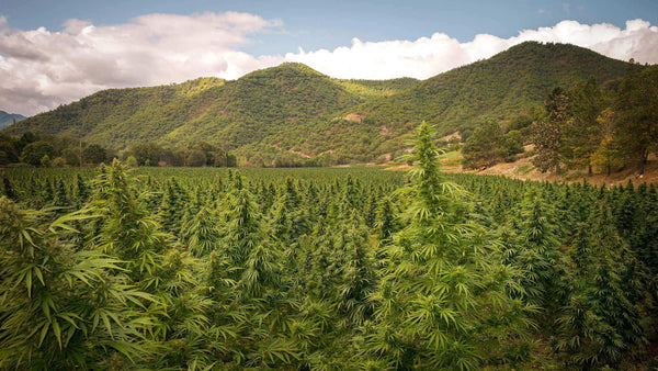 Rogue Origin CBD Hemp Flower Farm Field