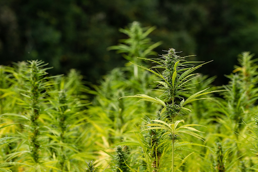 A field of green hemp