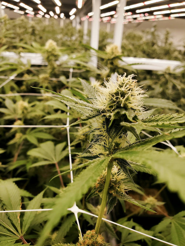 Cannabis plant growing through net in a greenhouse