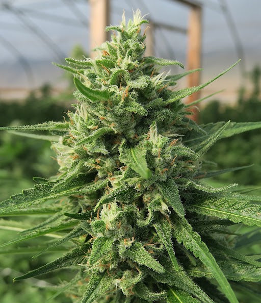 Farm-grown all-natural hemp flower