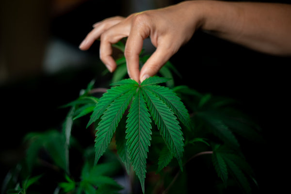 A hand holding a green cannabis leaf