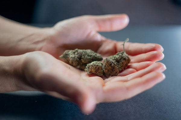 Hemp flower buds being held in a person’s hands