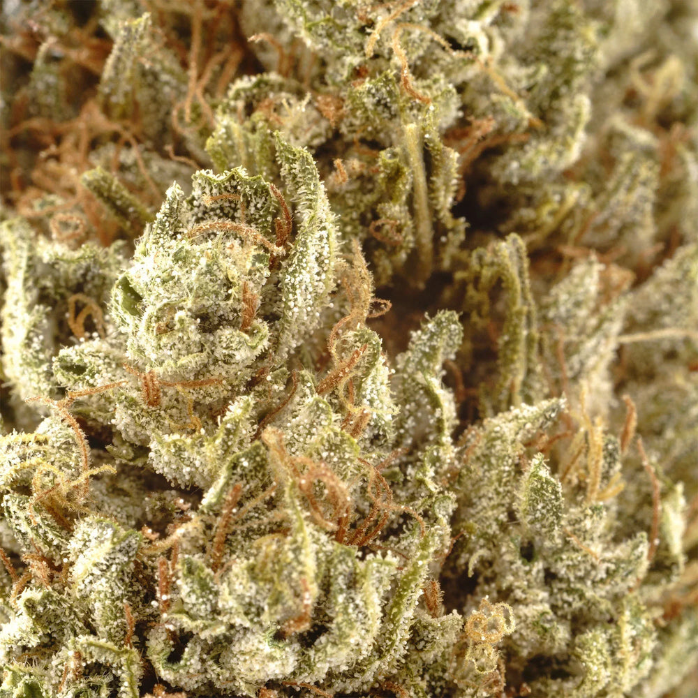 Hand-trimmed made-to-order hemp flower at Rogue Origin’s Southern Oregon trim room