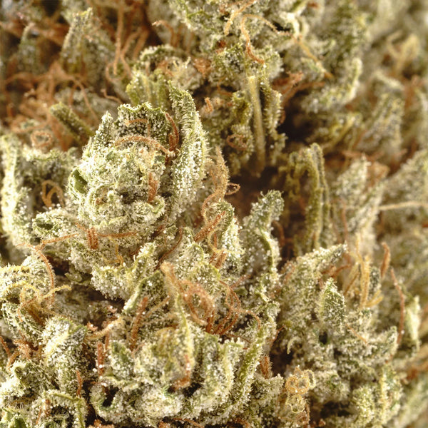 Hand-trimmed made-to-order hemp flower at Rogue Origin’s Southern Oregon trim room