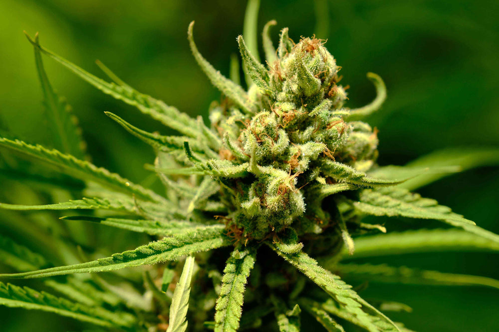 Light deprivation hemp flower