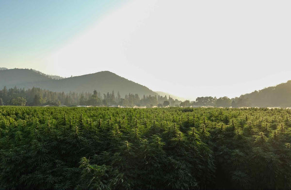 The Southern Oregon Sun Warms the Hemp Fields for Rogue Origin's CBD Farm