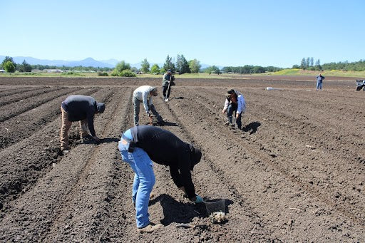 Rogue Origin team hand-prepping the soil beds