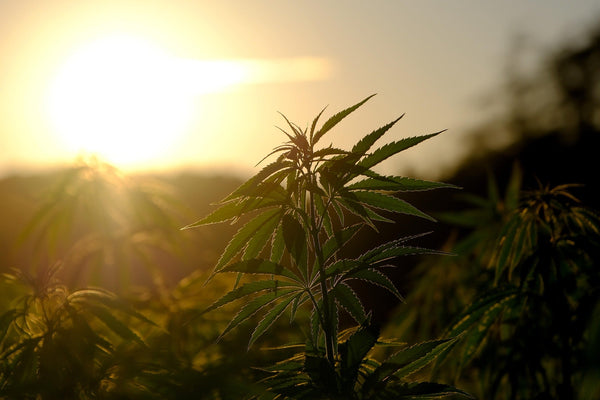 Hemp Terroir: How Does the Environment Change the Flower?