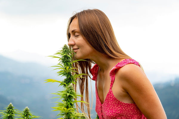 woman smelling cbd terpenes in a field of hemp flowers