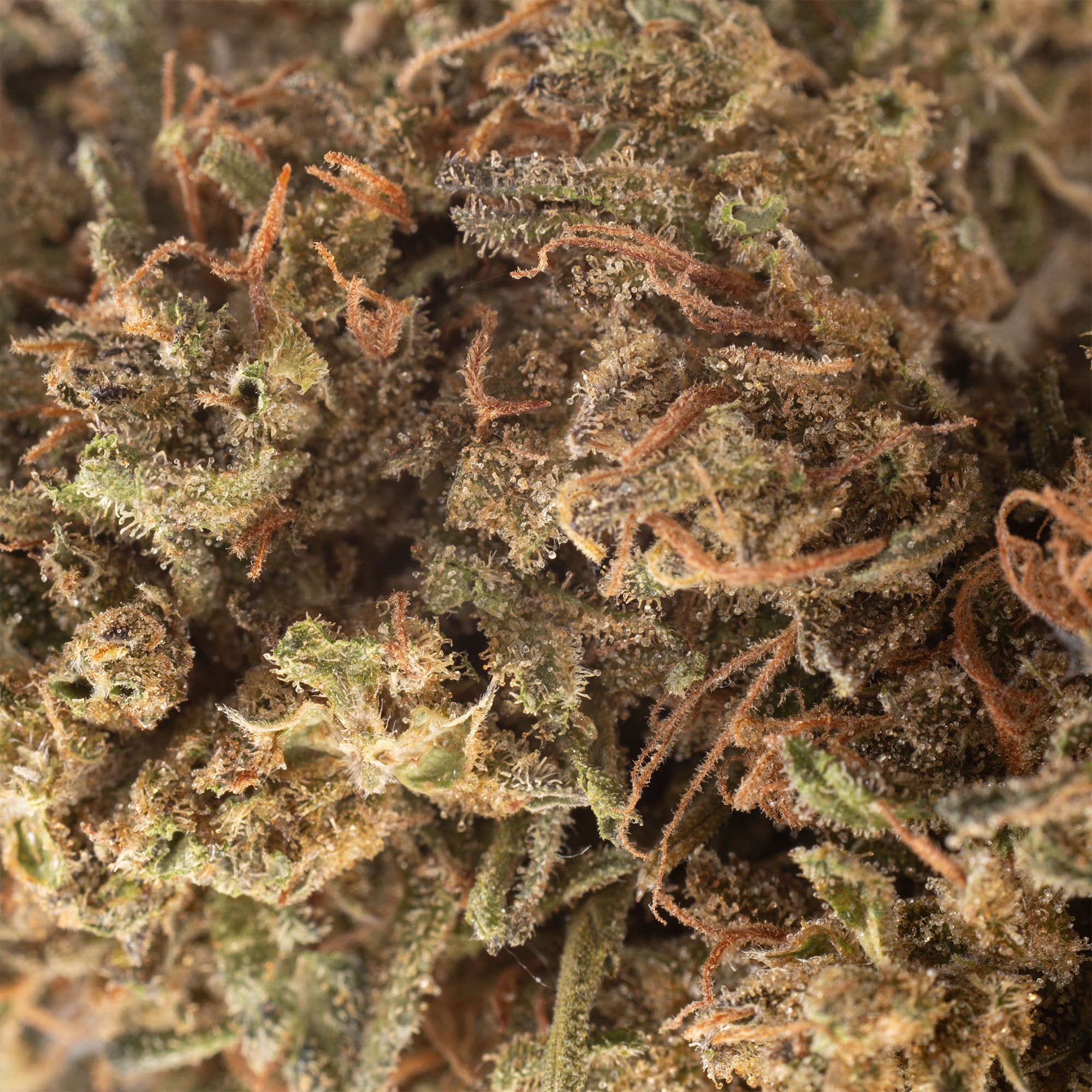 NEW! Catnip Hemp Flower