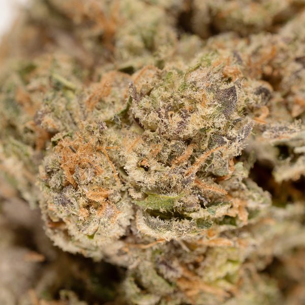 Clouded Doughnuts hemp flower, close up, frosted trichomes over purple sugar leaves with rust-orange pistils curling through.