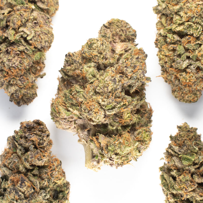 Five Clouded Doughnuts buds arranged on white, each one dense, plum-toned under a heavy coat of trichomes.