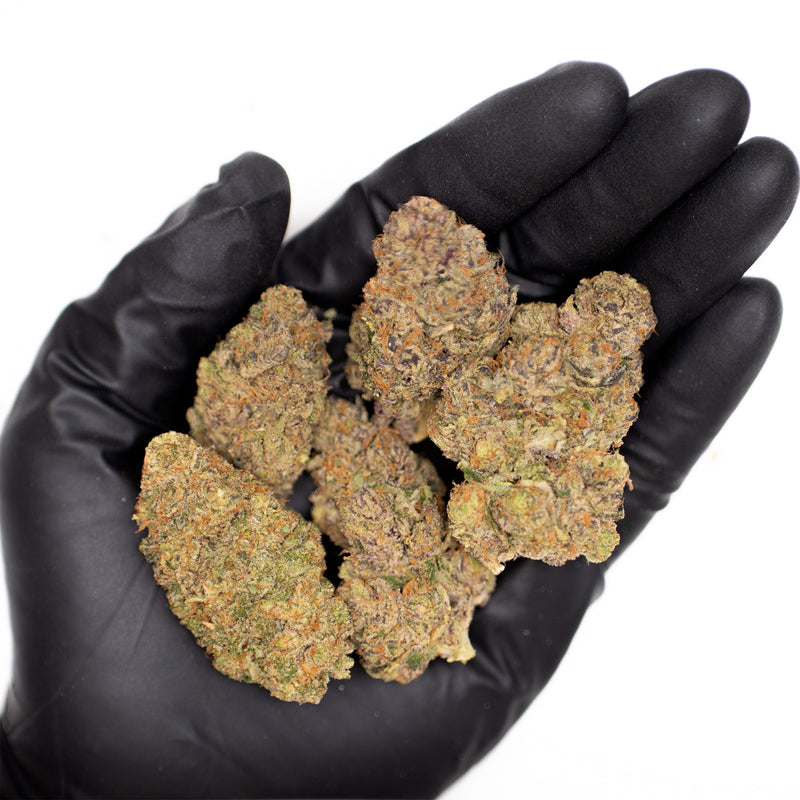 Clouded Doughnuts buds in a gloved hand, plum-bodied under tan-orange hairs, shown against the palm for scale.