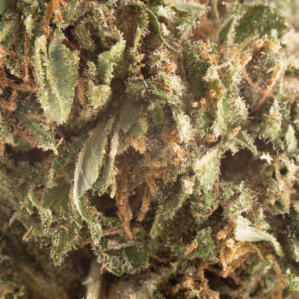 NEW! Critical Berries Hemp Flower