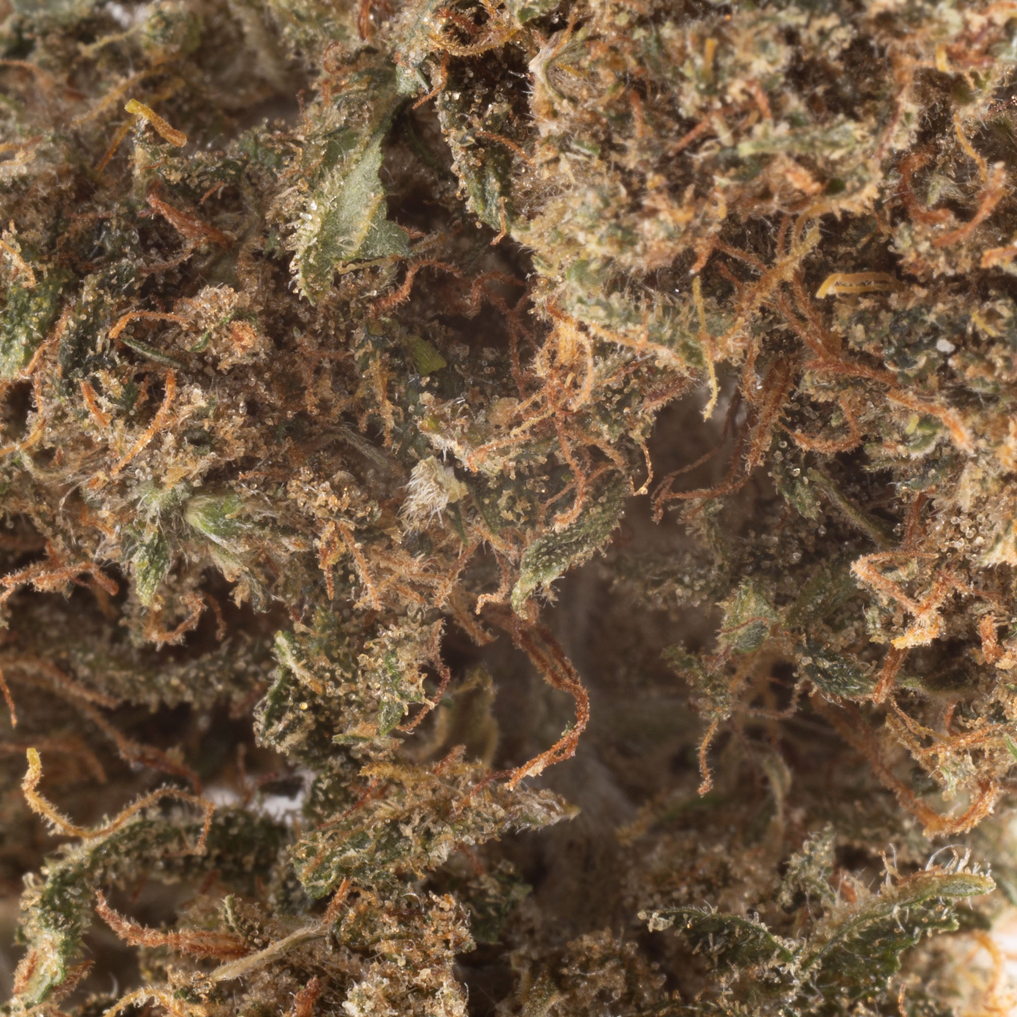 NEW! Godfather OG Hemp Flower