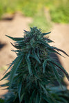 Bubba Kush 18 Hemp Flower