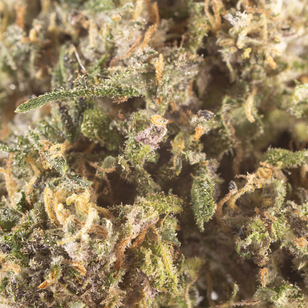 NEW! Legendary Platinum OG Hemp Flower