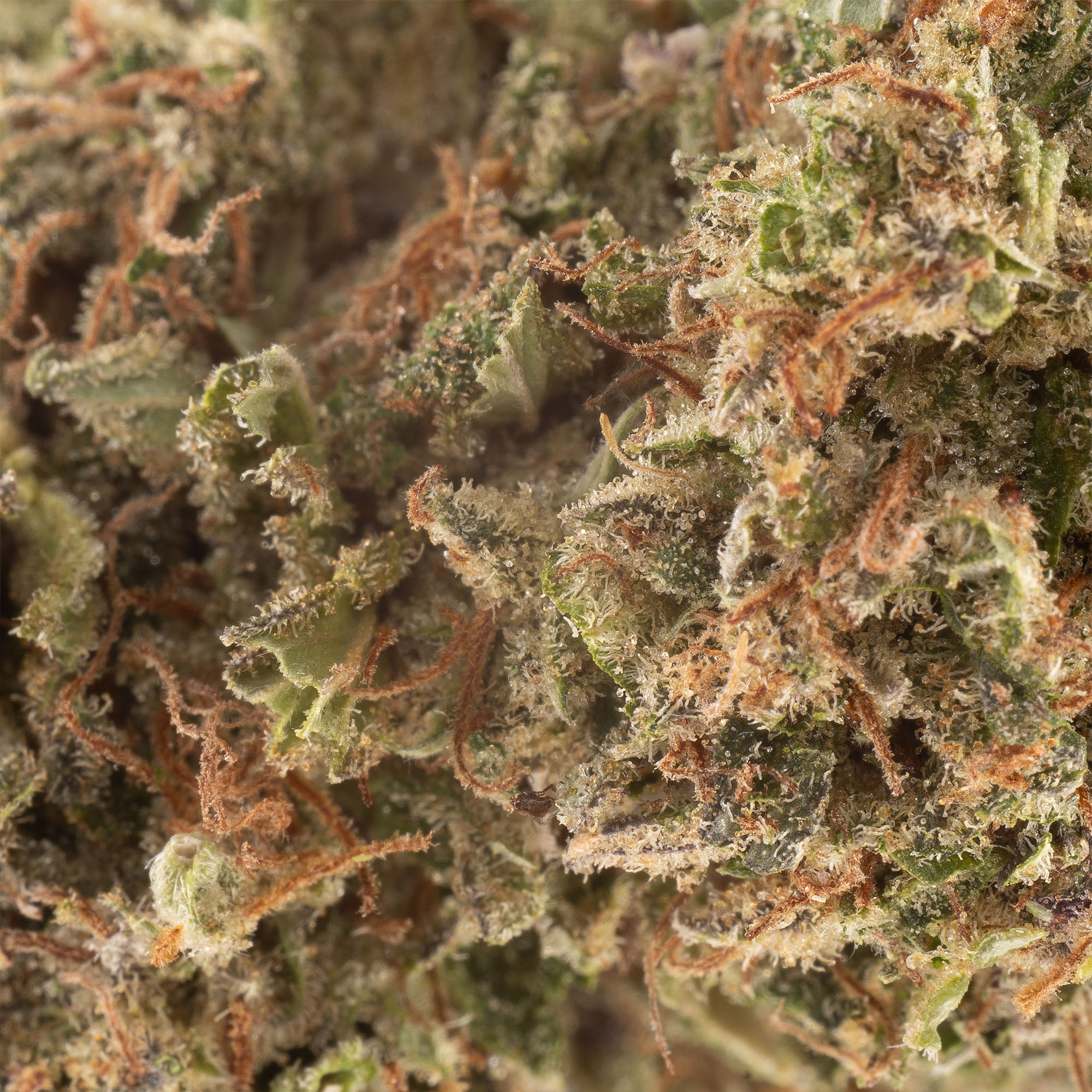 Lemon Cookie Dough Hemp Flower