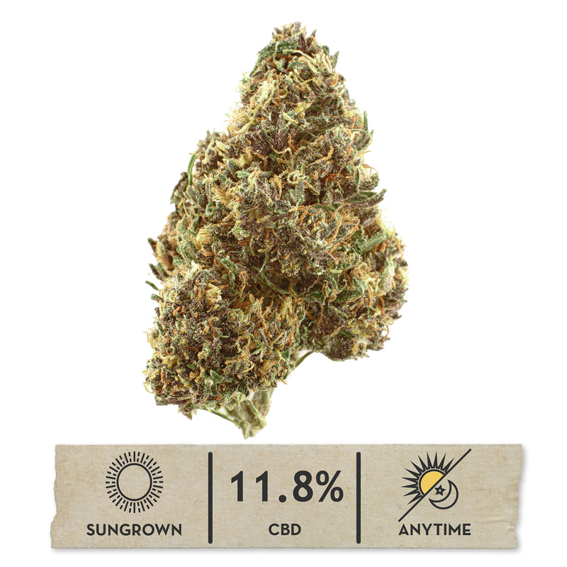 Mandarin Chocolate CBD hemp flower, single bud on white with its sungrown, 11.8% CBD label