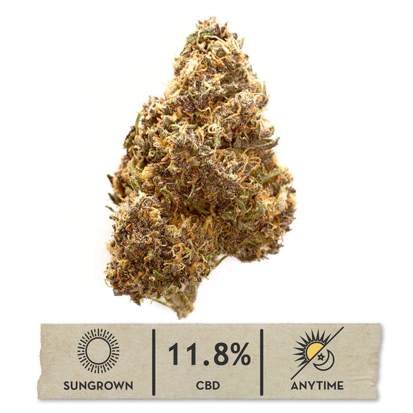 Mandarin Chocolate CBD hemp flower, single bud on white with its sungrown, 11.8% CBD label