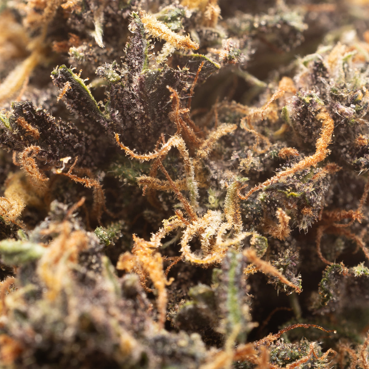 Mandarin Chocolate CBD hemp flower, close-up of dark purple bud with orange hairs