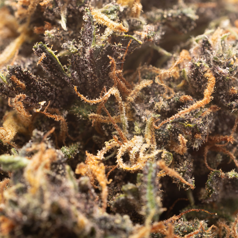 Mandarin Chocolate CBD hemp flower, close-up of dark purple bud with orange hairs