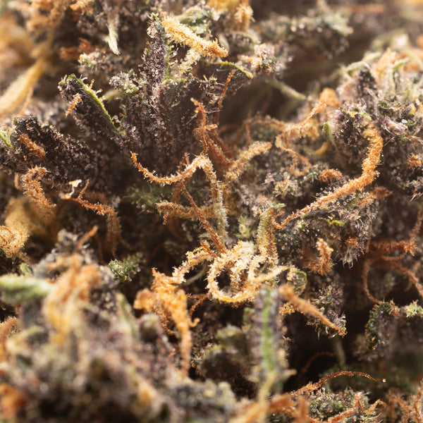 Mandarin Chocolate CBD hemp flower, close-up of dark purple bud with orange hairs