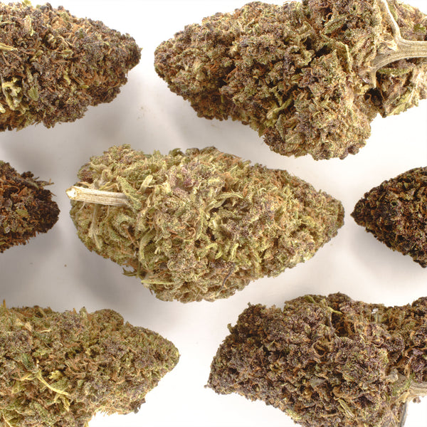 NEW! Orange Fritter Hemp Flower