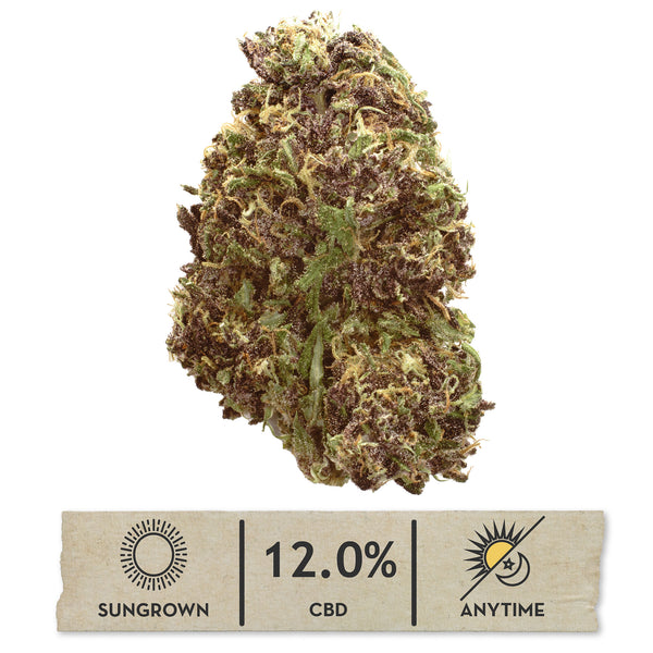 Orange Fritter CBD hemp flower, single bud on white with its sungrown, 12.0% CBD label