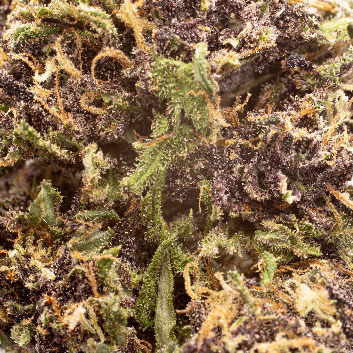 Orange Fritter CBD hemp flower, close-up of purple and green bud with orange hairs