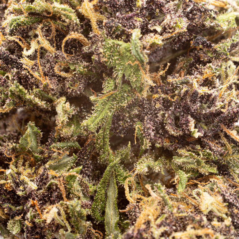 Orange Fritter CBD hemp flower, close-up of purple and green bud with orange hairs