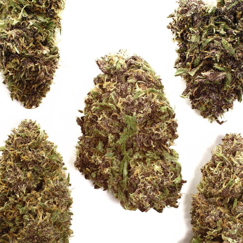 Orange Fritter CBD hemp flower, several whole buds on white