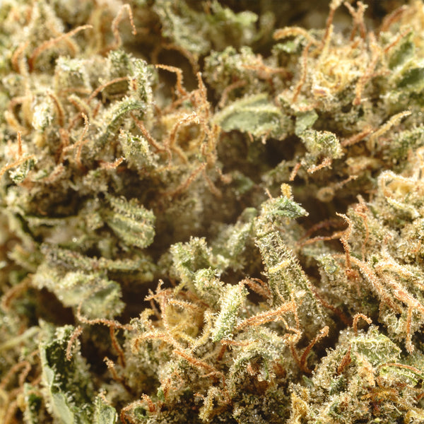 Orange Pineapple CBD hemp flower, close-up of trichomes and orange hairs