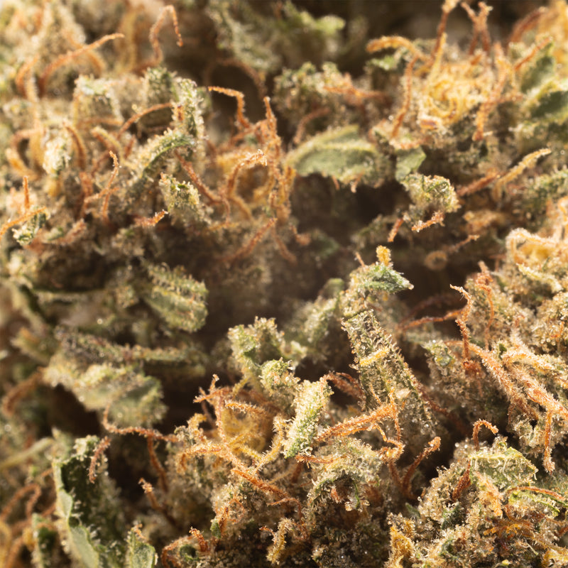 Orange Pineapple CBD hemp flower, close-up of trichomes and orange hairs
