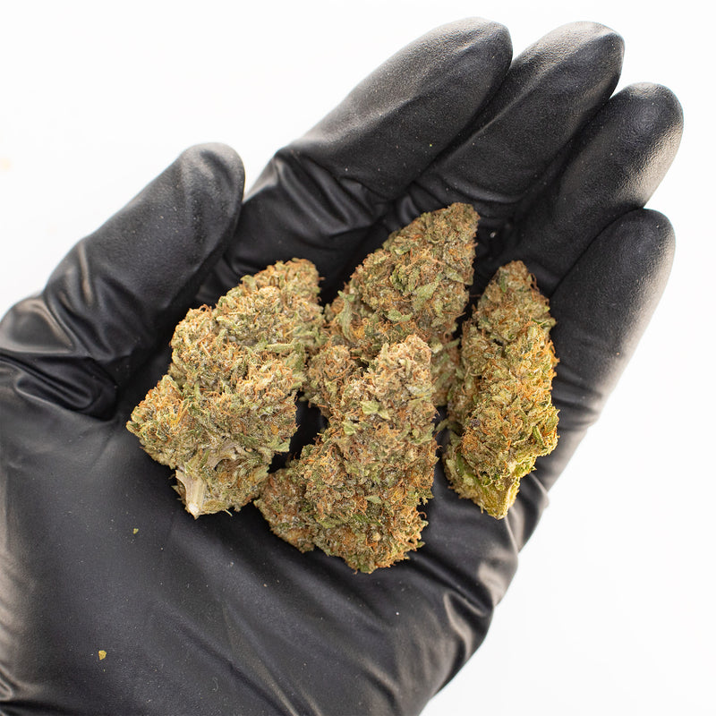Orange Pineapple CBD hemp flower, a handful of buds in a gloved hand
