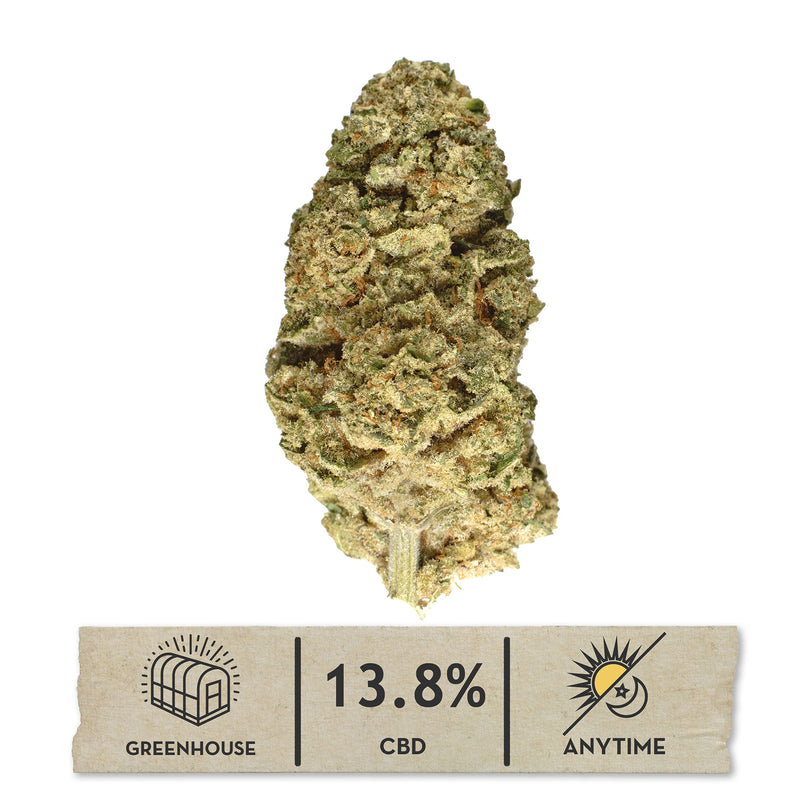 Payton's Strawberries #1 greenhouse hemp flower, one tall pale sage bud on white, frost-heavy, with a 13.8% CBD anytime label.