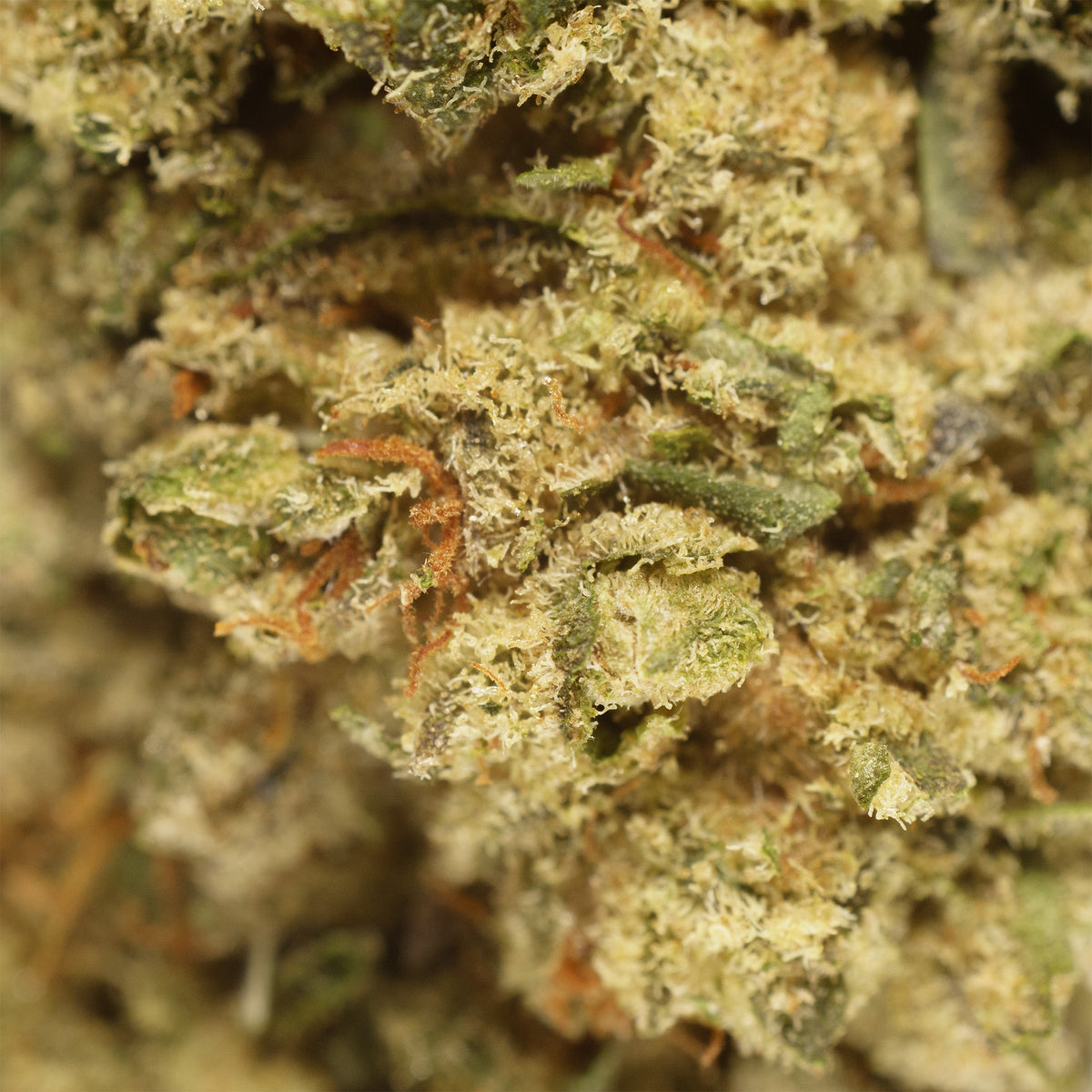 Payton's Strawberries #1 hemp flower, close up, pale sage sugar leaves under a thick white trichome coat, few orange pistils.