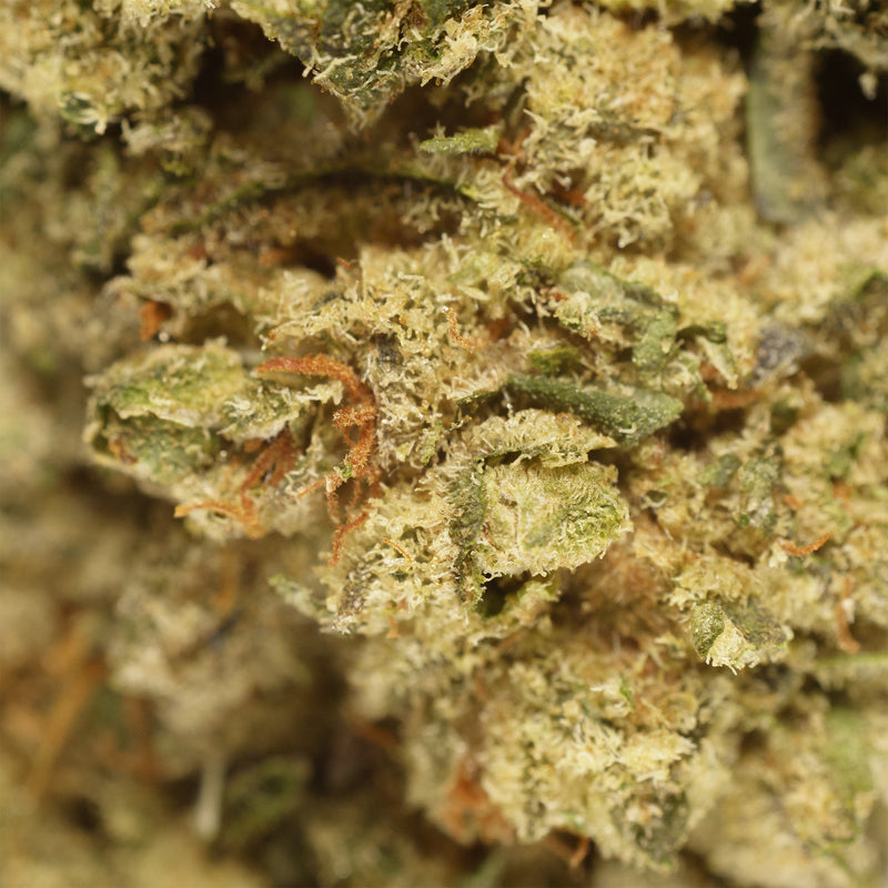 Payton's Strawberries #1 hemp flower, close up, pale sage sugar leaves under a thick white trichome coat, few orange pistils.