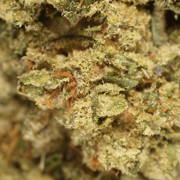 Payton's Strawberries #1 hemp flower, close up, pale sage sugar leaves under a thick white trichome coat, few orange pistils.